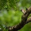 Vrabec polni - Passer montanus - Eurasian Tree Sparrow 9324-Edit-Edit